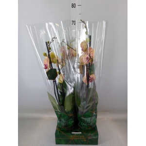 Phalaenopsis   ...orange