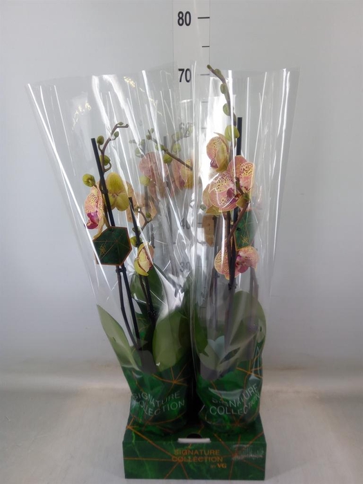 <h4>Phalaenopsis   ...orange</h4>