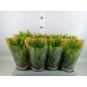 Nephrolepis exal. 'Green Lady'