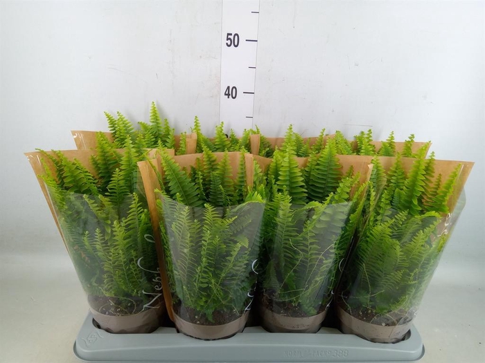 <h4>Nephrolepis exal. 'Green Lady'</h4>