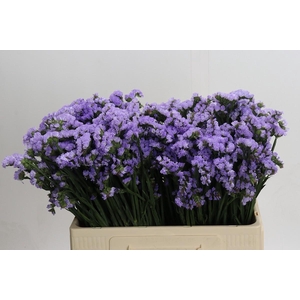 Limonium sinuatum Donau Birds