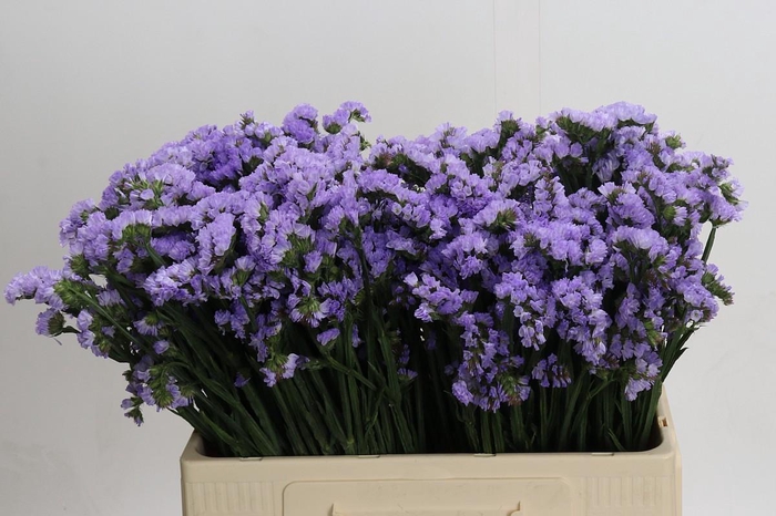 Limonium sinuatum Donau Birds