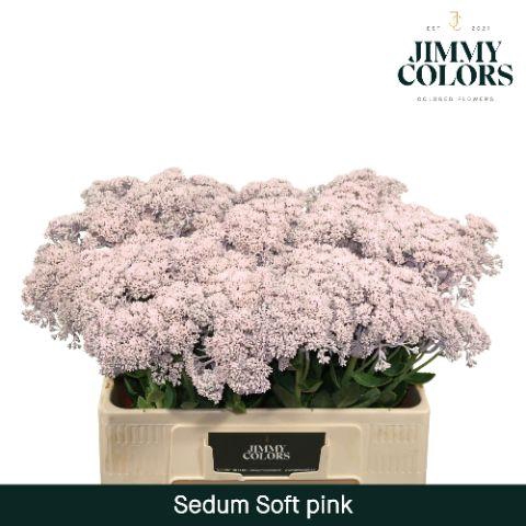 <h4>Sedum L55 Soft pink</h4>