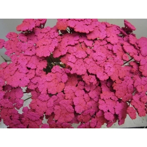 Achillia Cerise