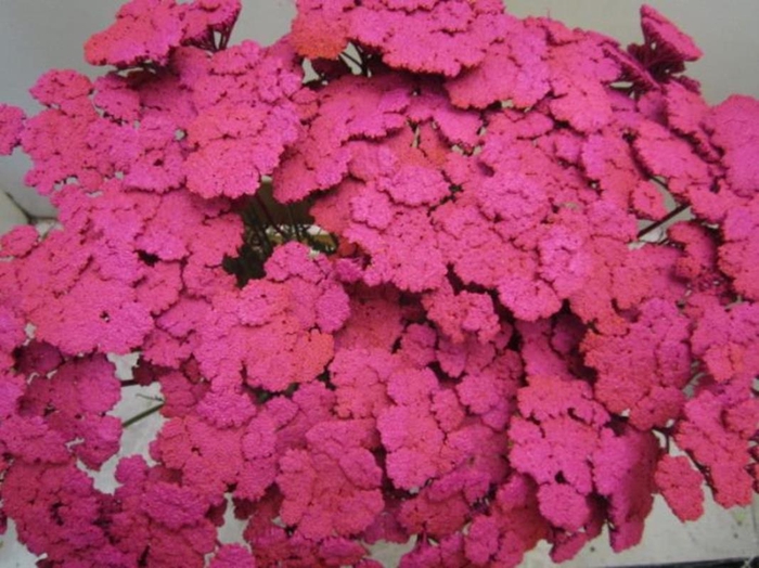 <h4>Achillia Cerise</h4>