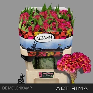 Celosia C Act Rima