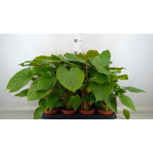 Homalomena rubescens 'Maggy'