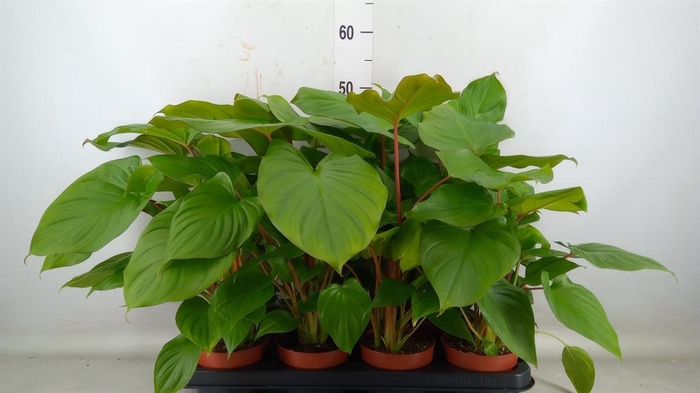 <h4>Homalomena rubescens 'Maggy'</h4>