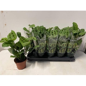 Maranta leuconeura 'Kerchoveana'