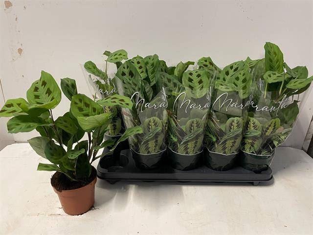 <h4>Maranta leuconeura 'Kerchoveana'</h4>