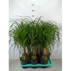 Beaucarnea recurvata