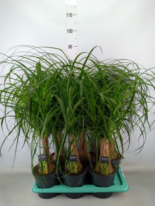 <h4>Beaucarnea recurvata</h4>