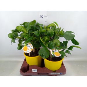 Citrus meyeri 'Meyer'