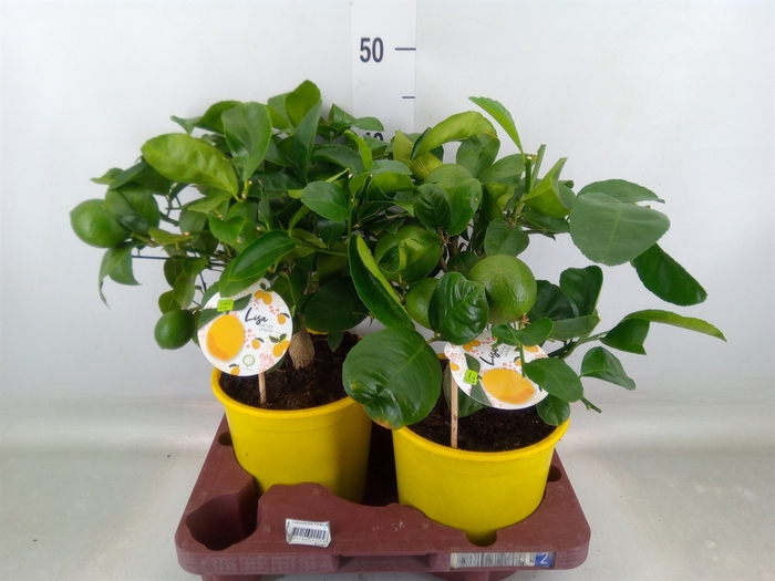 <h4>Citrus meyeri 'Meyer'</h4>