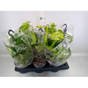 Epipremnum pinn.   HG