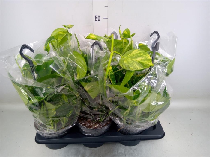 <h4>Epipremnum pinn.   HG</h4>