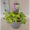 vaste planten 19 cm  Geranium Bloom Me Away