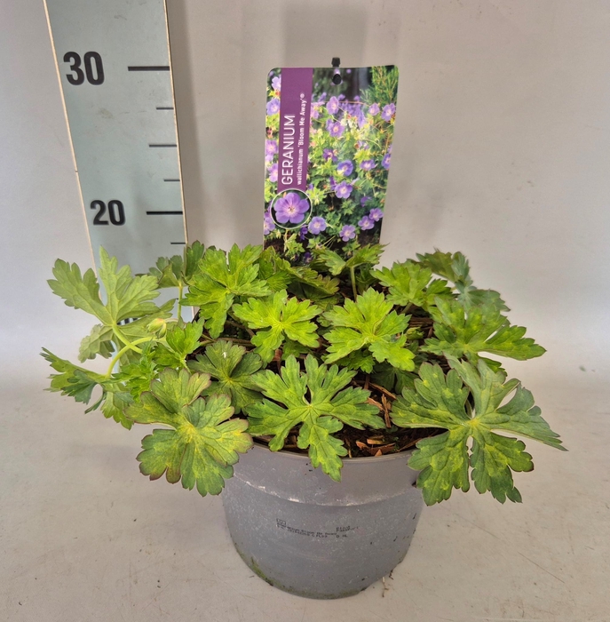 vaste planten 19 cm  Geranium Bloom Me Away
