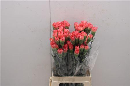 <h4>Di St Kerem</h4>