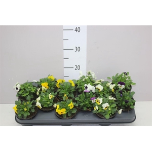 Viola Cornuta Gemengd