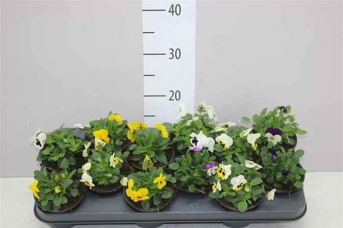 <h4>Viola Cornuta Gemengd</h4>