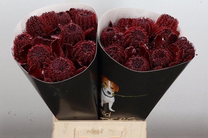 <h4>Banksia Wx Bordeaux</h4>