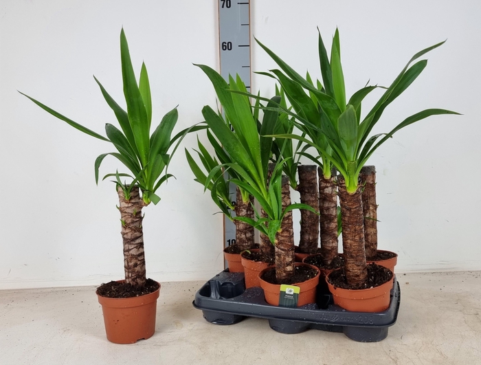 <h4>YUC ELEPHANTIPES</h4>