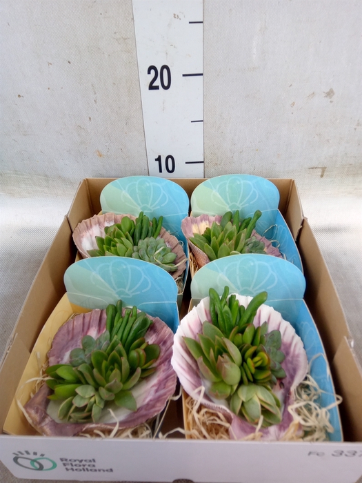 <h4>Planten  ..in schelp L%</h4>