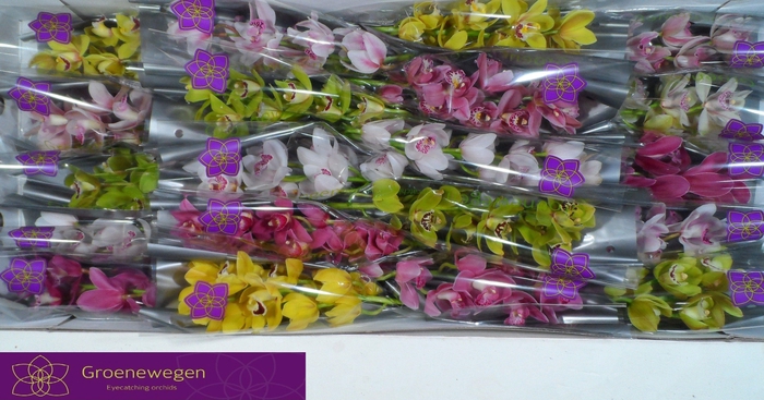 <h4>CYMB MI GEM</h4>