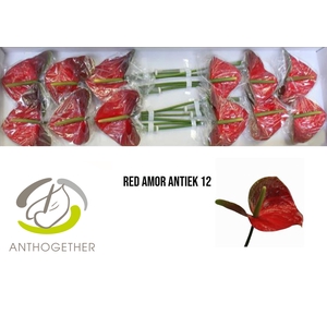 Anthurium Red Amor