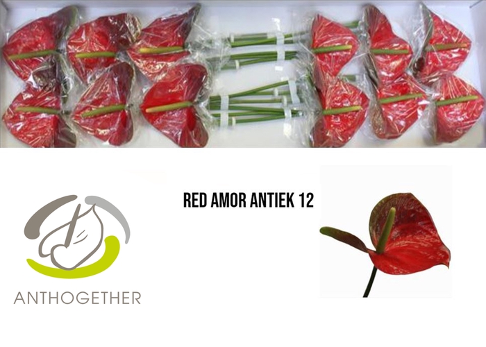 <h4>Anthurium Red Amor</h4>