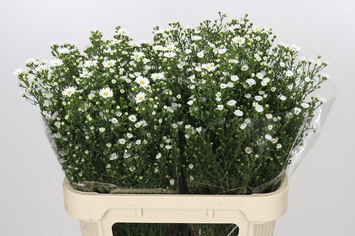 <h4>Aster Paquita</h4>
