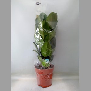 Ficus elastica 'Robusta'