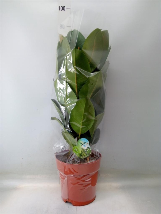 <h4>Ficus elastica 'Robusta'</h4>