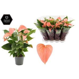 Anthurium 14 cm Festivo Lux in Couture Diamond Line Purple sleeve