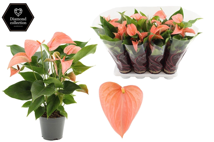 <h4>Anthurium 14 cm Festivo Lux in Couture Diamond Line Purple sleeve</h4>