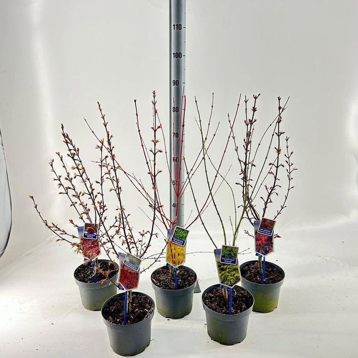 <h4>Acer palmatum</h4>