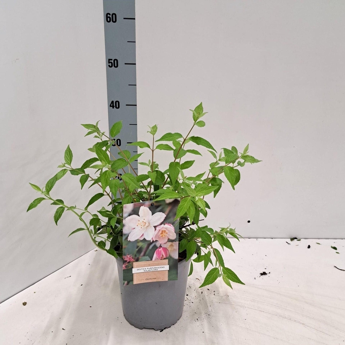 <h4>Deutzia purpurascens Kalmiiflora</h4>