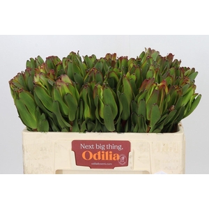 LEUCAD LAUREL YELLOW LEUCADENDRON L