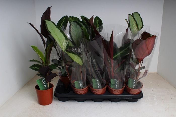 <h4>CALAT GEM 3 SRT</h4>