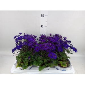 Pericallis cr. 'Senetti Blue Deep'