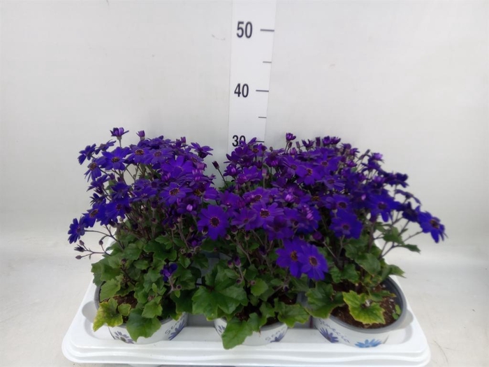 <h4>Pericallis cr. 'Senetti Blue Deep'</h4>