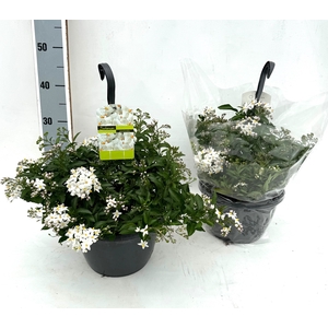 SOLANUM JASMINOIDES