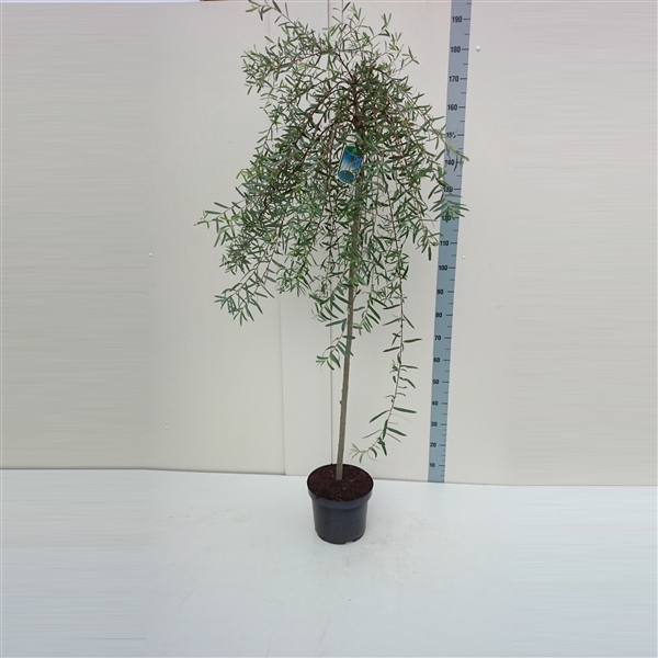 <h4>Salix purpurea 'Pendula' 120ST</h4>