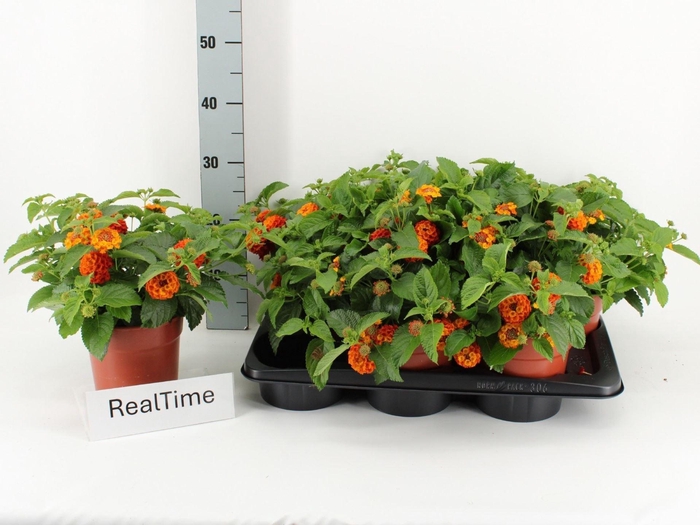 <h4>Lantana camara</h4>