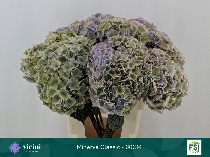 <h4>HYDR M MY MINERVA CL</h4>