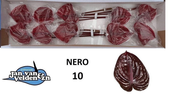 <h4>Anth A Nero</h4>