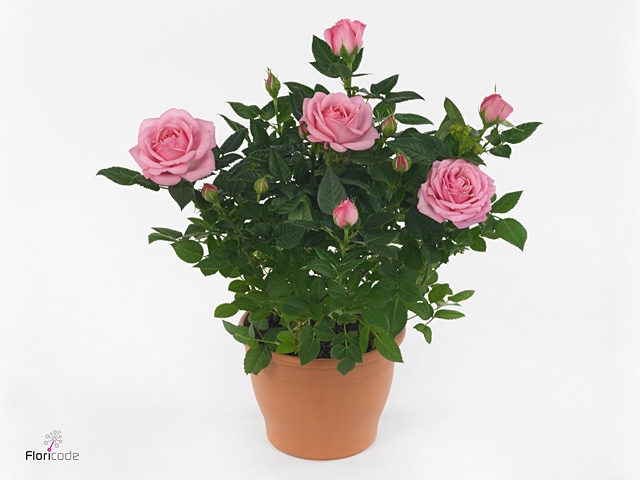 Rosa Kordana Elysium (Licht Roze)