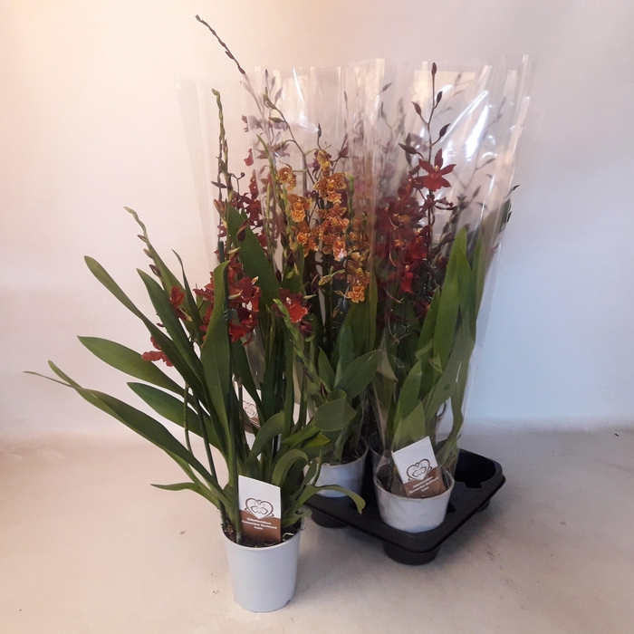 <h4>VUYLST PLUSH</h4>