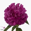 Paeonia paul m wild